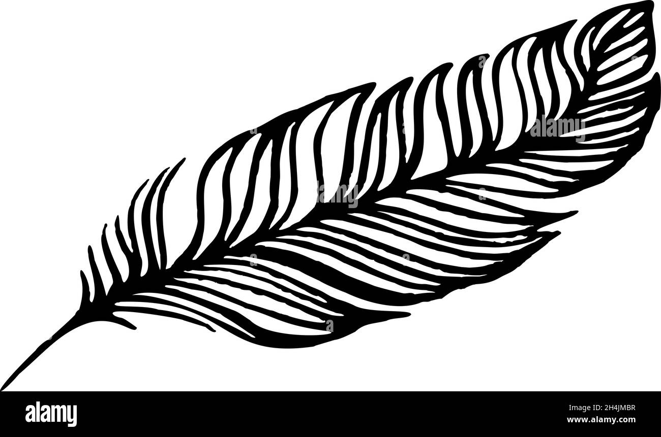 Set of bird feathers. Hand drawn illustration converted to vector ...