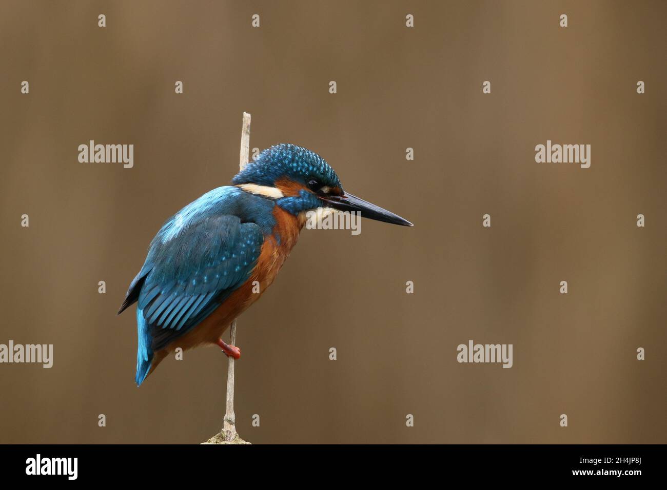 The kingfisher is one of the most colourful birds of the British Isles