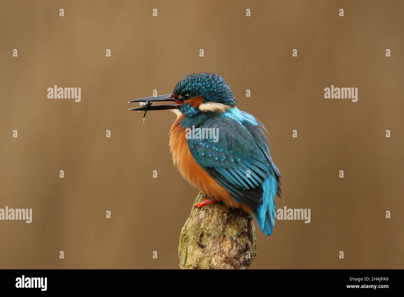 The kingfisher is one of the most colourful birds of the British Isles.  Adults have red feet and a thicker longer bill than juveniles. Stock Photo