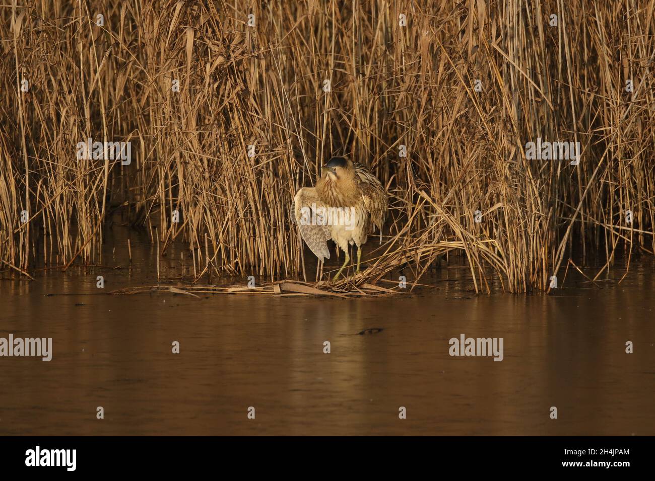 a secretive, skulking bird of reedbeds. Stock Photo