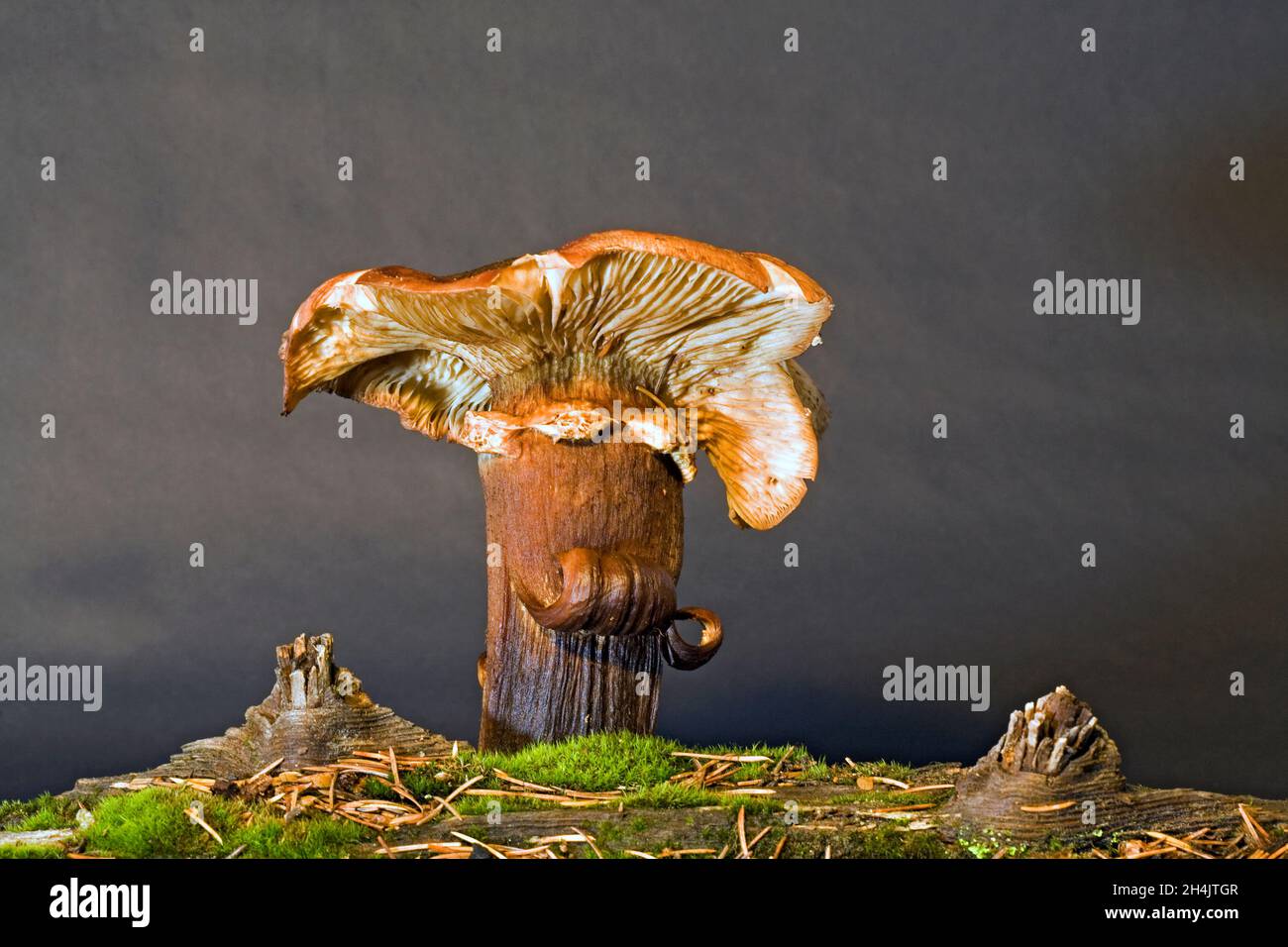 A very old mushroom, probably a honey mushroom, growing in late October in the Cascade Mountains of central Oregon. Stock Photo