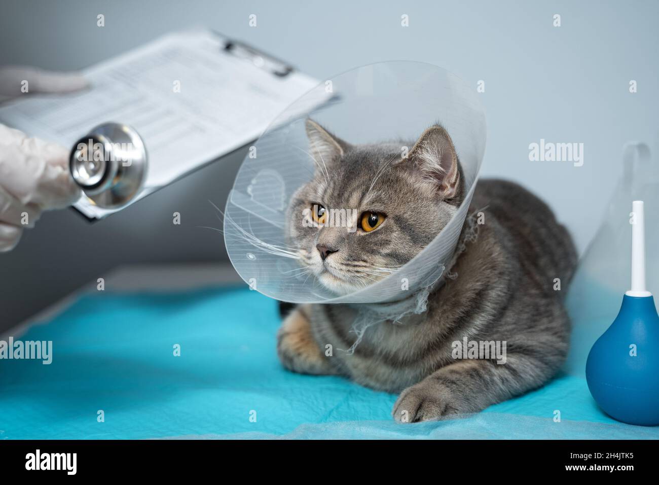 Cat top surgical collar