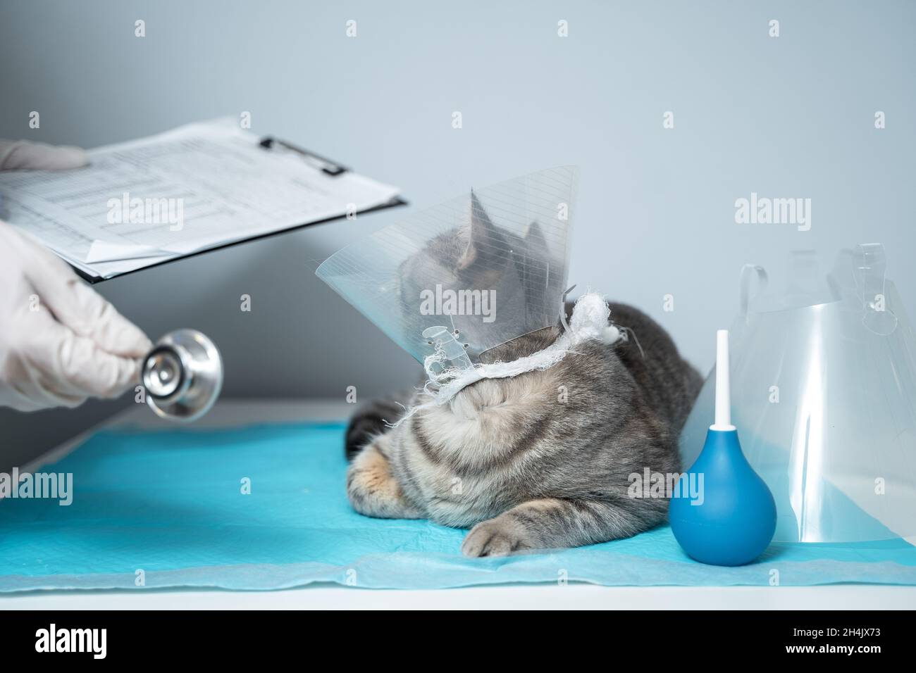 Scottish Straight cat in medical collar on examination by doctor in