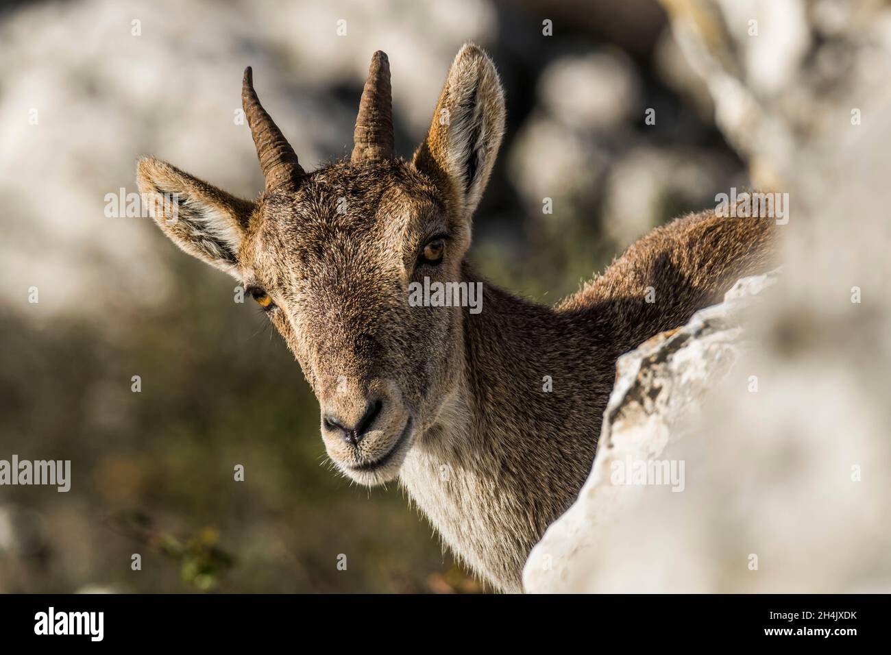 Spain, Andalusia, Malaga, city of Antequera, Torcal de Antequera, a limestone massif that has become a nature reserve to protect an endemic ibex species, the Iberian ibex or capra pyrenaica hispanica Stock Photo