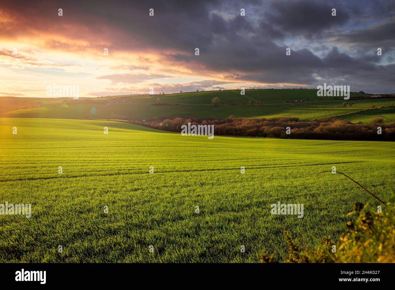 Rural farmland landscape at sunset, County Cork, Ireland Stock Photo