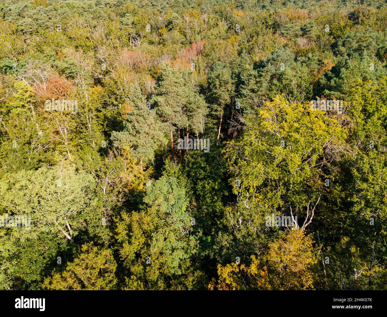 France, Seine et Marne, Noisy sur Ecole, Fontainebleau forest listed