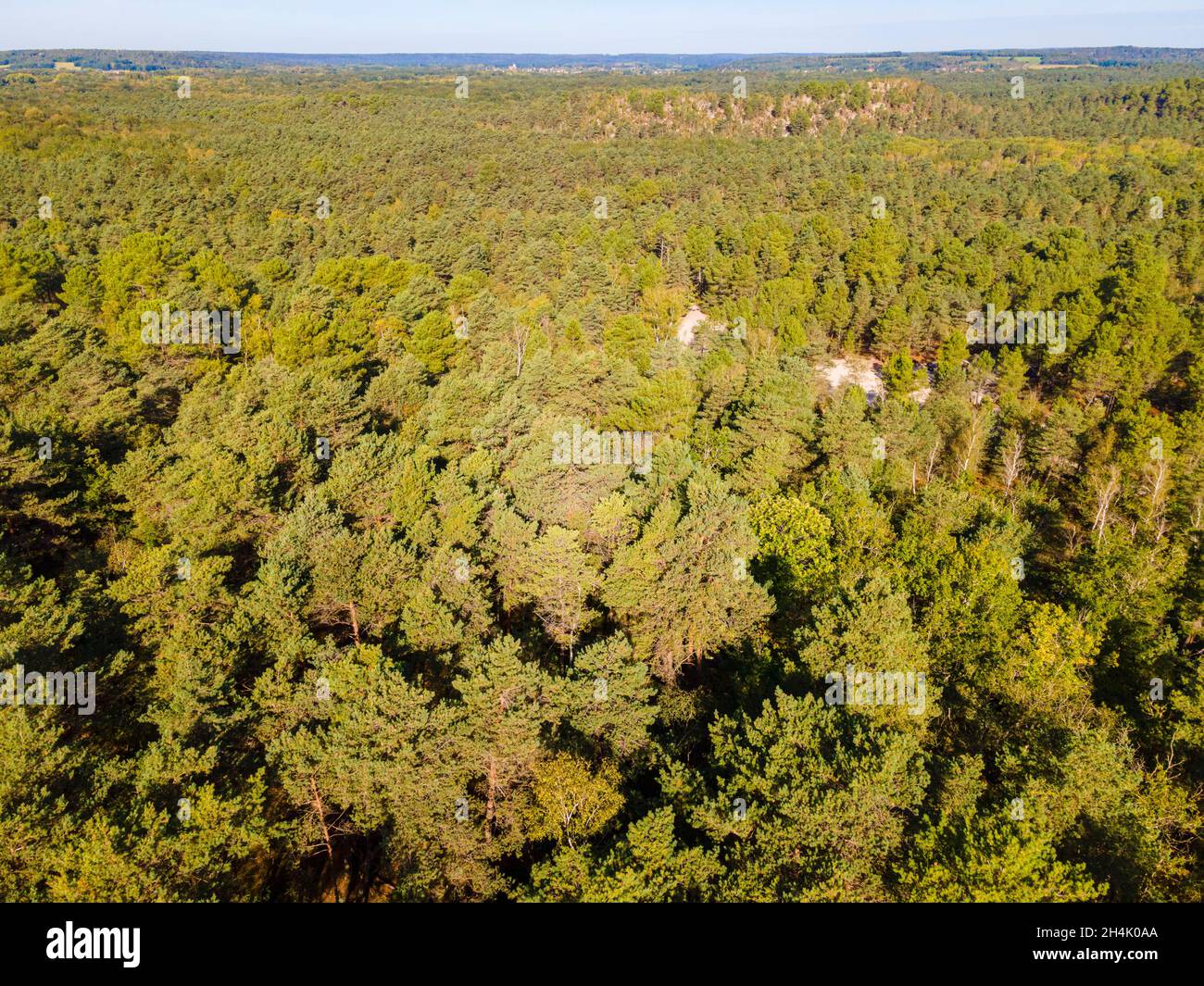 France, Seine et Marne, Noisy sur Ecole, Fontainebleau forest listed
