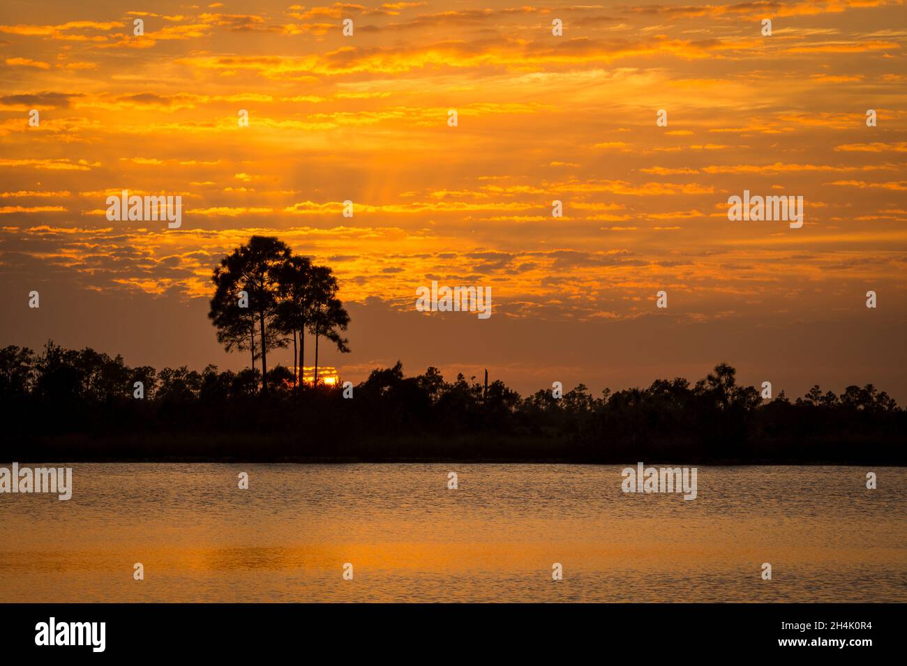 Silhouette of trees surrounding the lake on the sunset Stock Photo - Alamy