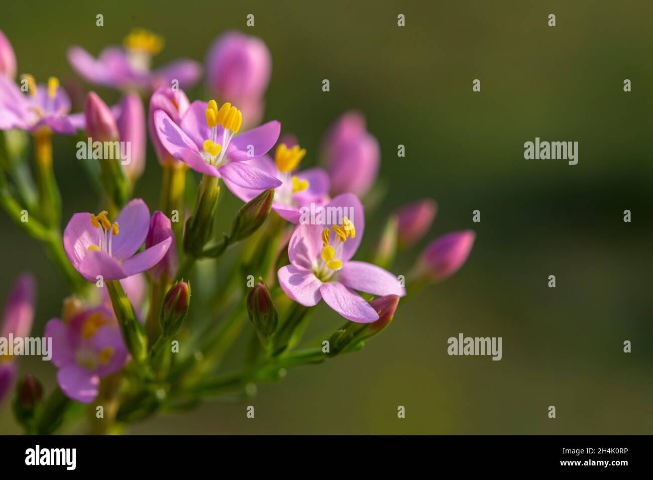 France, Somme, Baie d'Authie, FortMahon, Centaurium erythraea Stock Photo Alamy