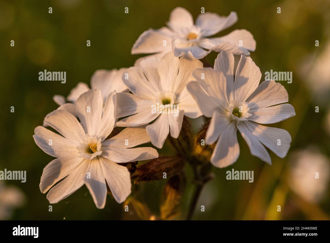 France, Somme, Baie d'Authie, Fort-Mahon, Silene vulgaris subsp. maritima Stock Photo
