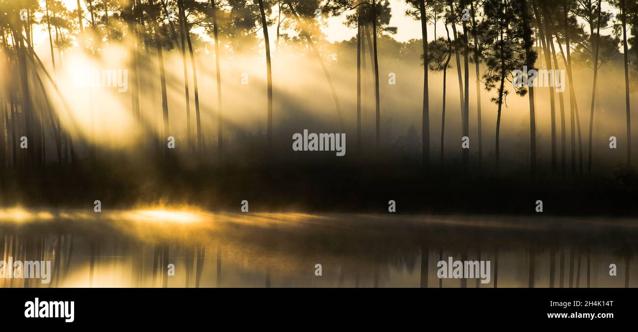 Silhouette of trees surrounding the lake on the sunset Stock Photo - Alamy