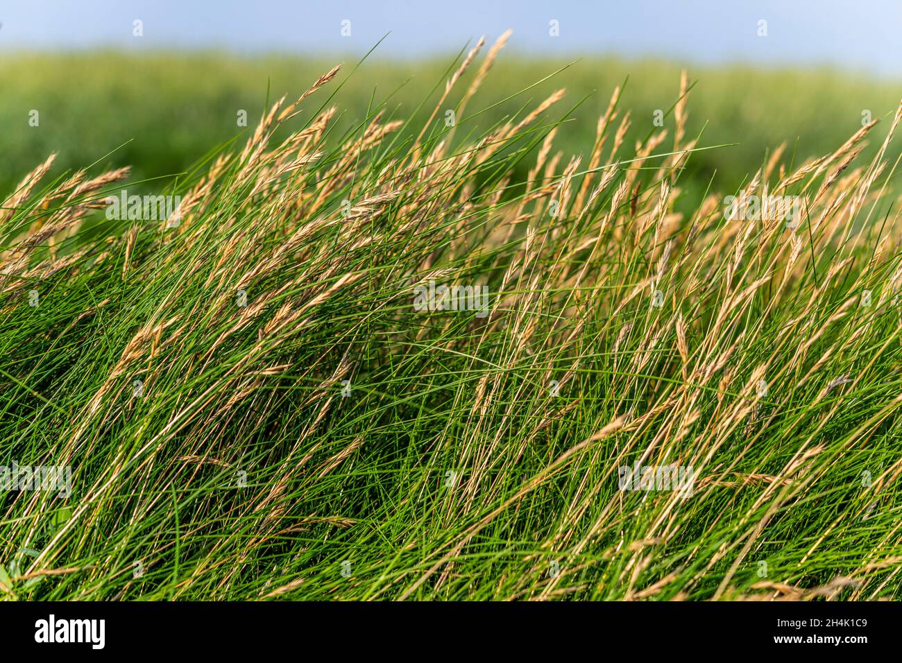 France, Somme, Bay of the Somme, Saint-Valery-sur-Somme, Cap Hornu, Puccinellia maritima Stock Photo