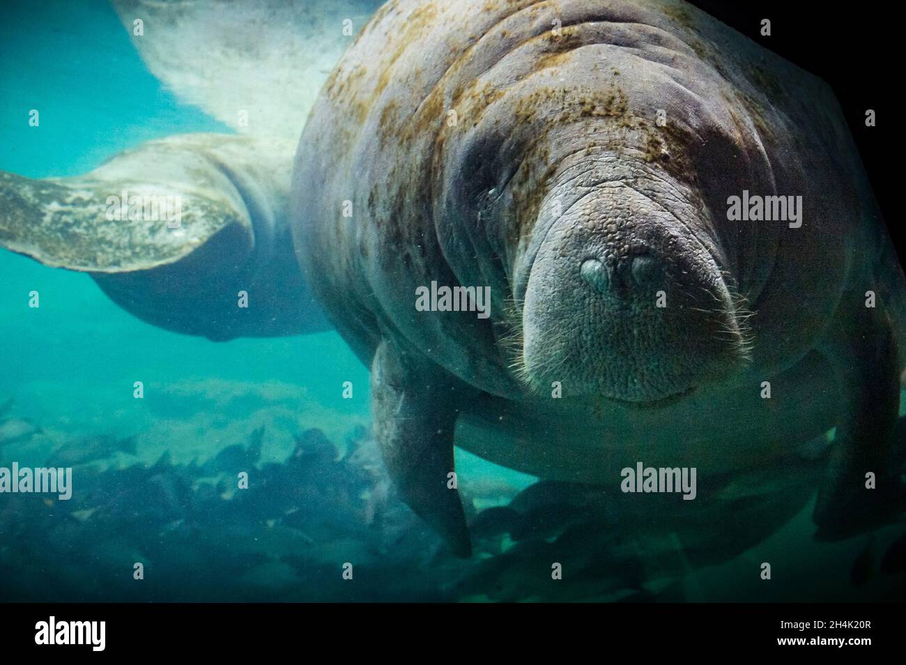 United States, Florida, Homosassa, Crystal River, Manatee (Trichechus
