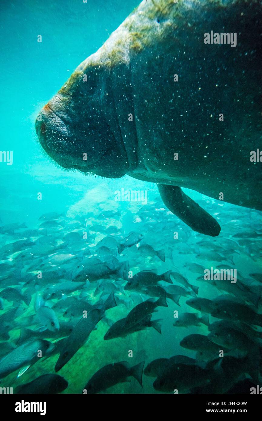 United States, Florida, Homosassa, Crystal River, Manatee (Trichechus