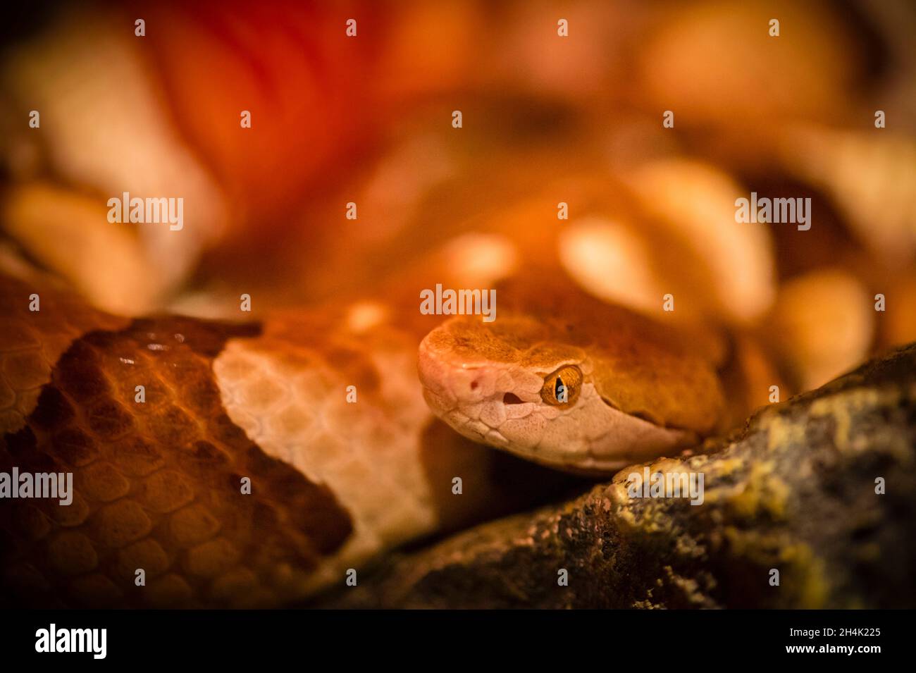 United States, Florida, Homosassa, Crystal River, Rat Snake (Elaphe obsoleta quadrivittata) Stock Photo