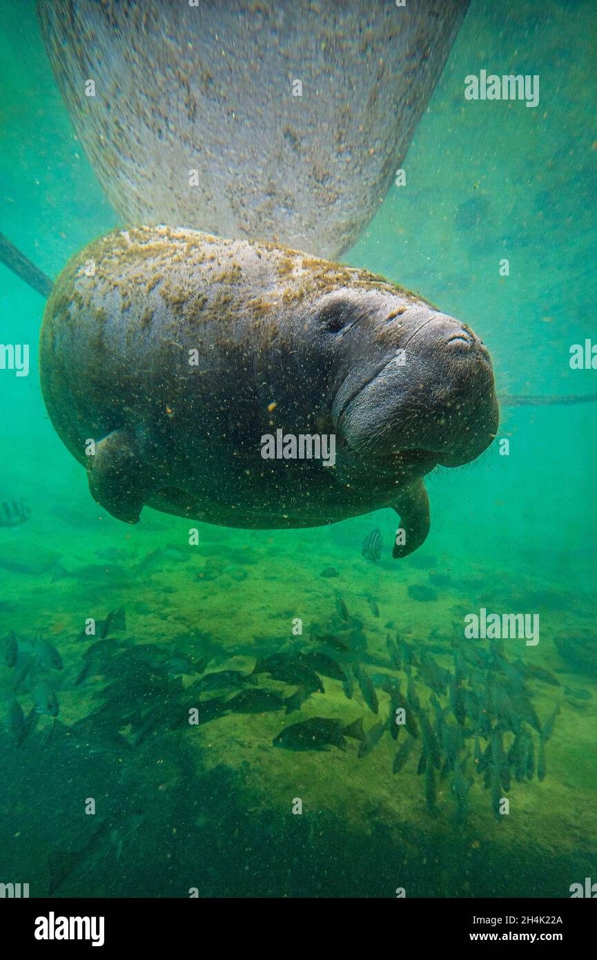 United States, Florida, Homosassa, Crystal River, Manatee (Trichechus