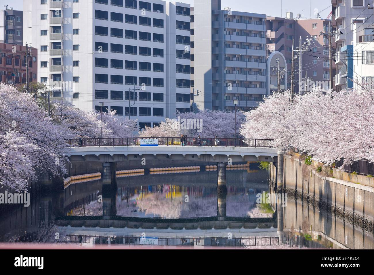 Cherry blossom trees along a river in springtime, Tokyo, Honshu, Japan Stock Photo