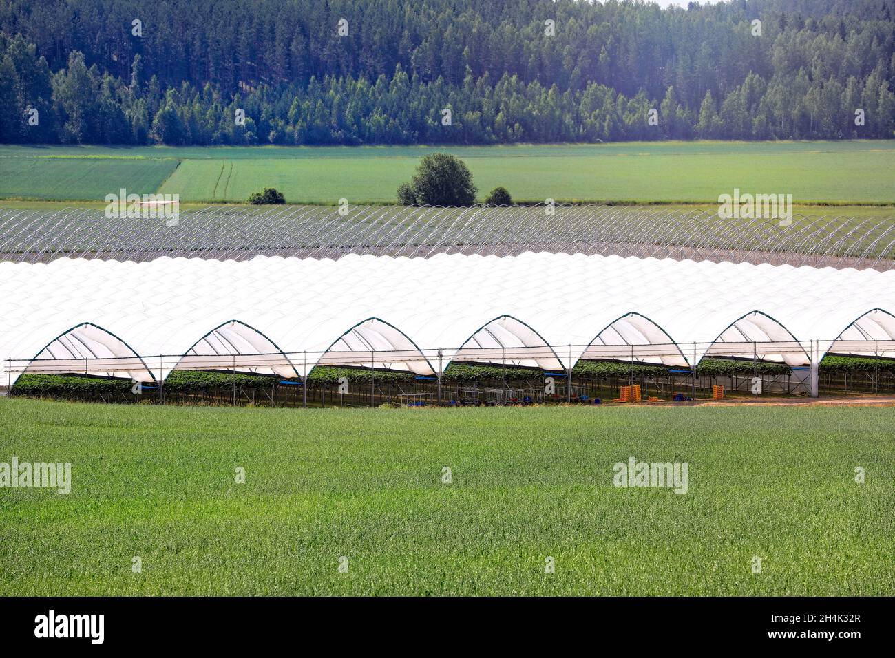 Greenhouse or tunnel for growing table-top strawberry in green field. Stock Photo