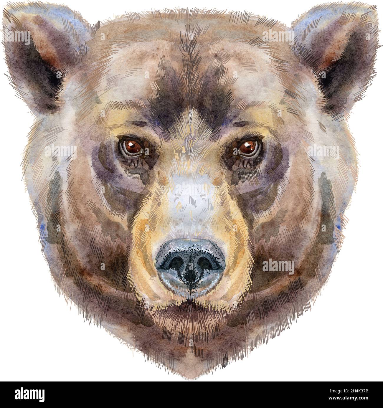 Bear portrait. Watercolor brown bear painting illustration. Beautiful ...