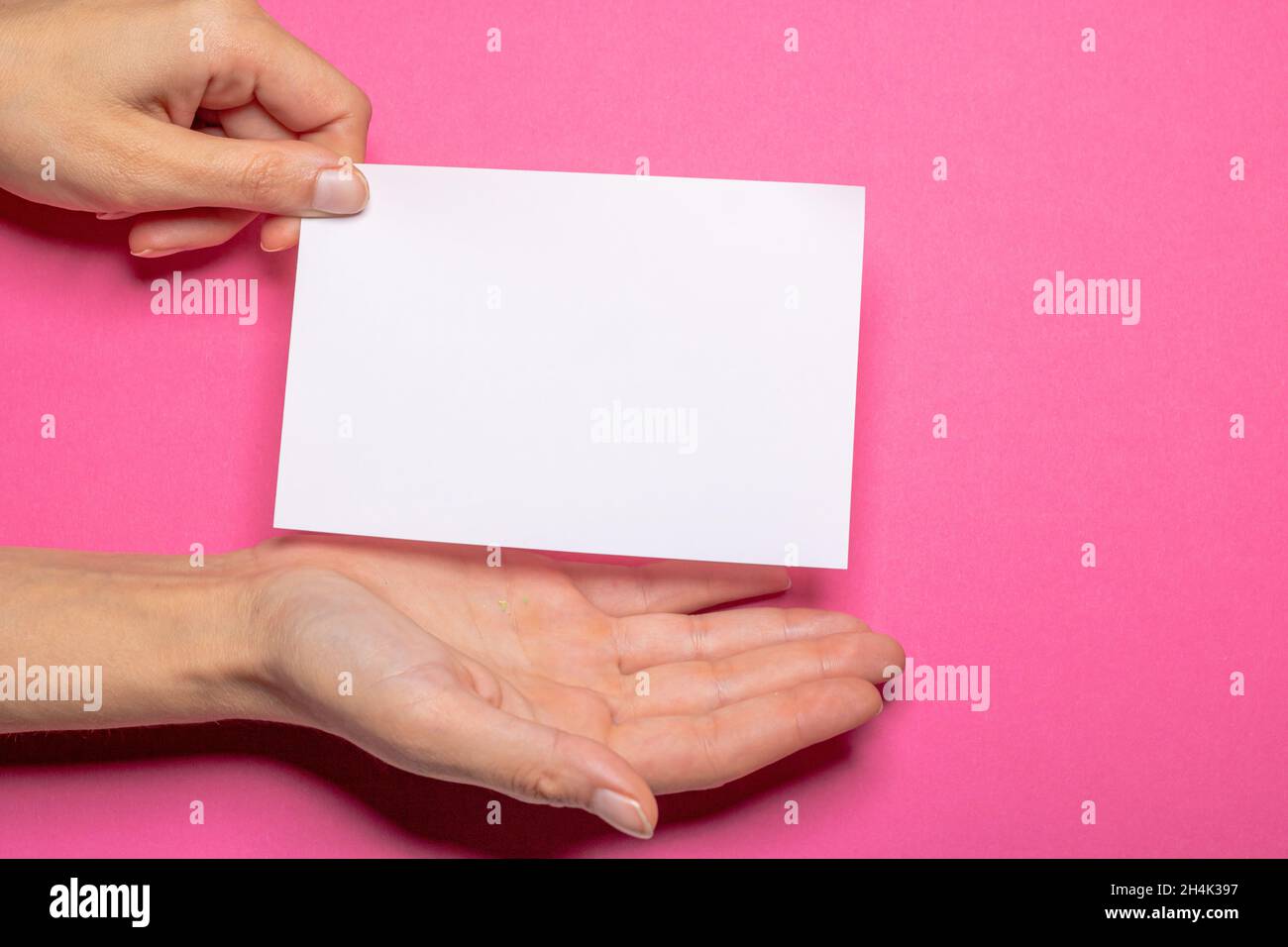 female hand holds a blank piece of paper with copy space in front of a Hot Pink background cardboard with the hand making a presenting gesture Stock Photo