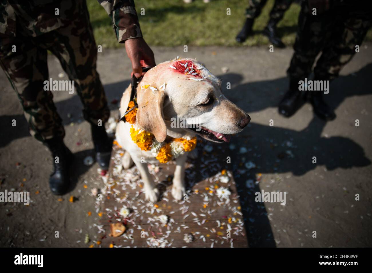 Bhaktapur, Nepal. 03rd Nov, 2021. The Nepalese Army force dog seen decorated with color and flower garlands by its handler during a dog worship day that is celebrated as part of the Tihar festival.Tihar is the second biggest festival of Nepal which is devoted to a different animal or object of worship, including cows, crows and dogs. The festival celebrates the powerful relationship between humans, gods and animals. Credit: SOPA Images Limited/Alamy Live News Stock Photo