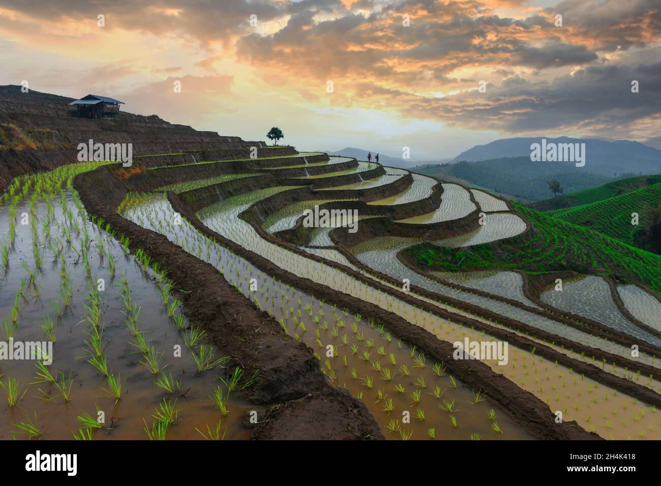 Two farmers working in flooded terraced rice fields at sunset, Ban Papongpieng , Chiang Mai, Thailand Stock Photo
