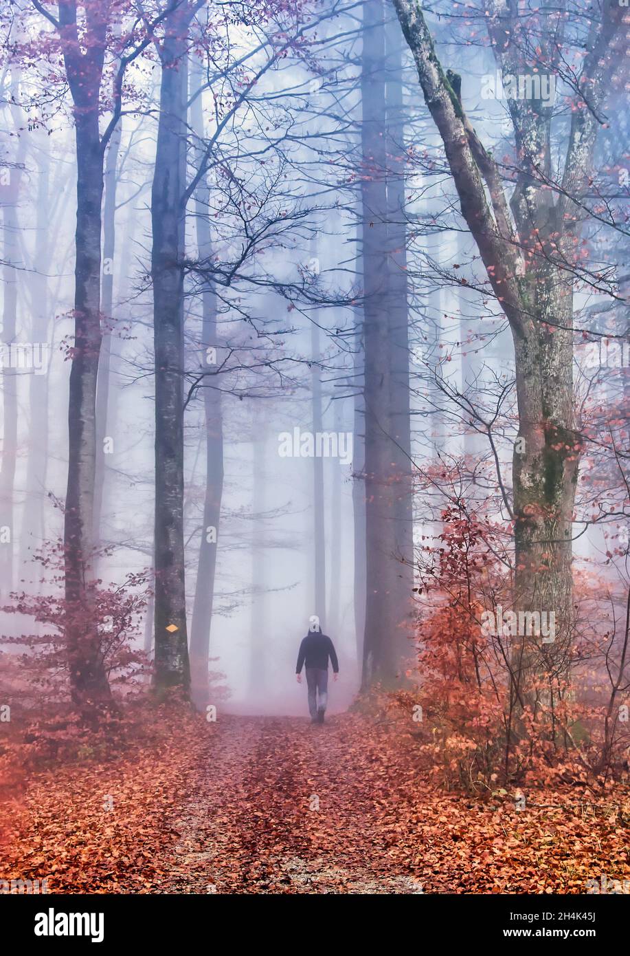 Man walking through autumn forest hi-res stock photography and images ...