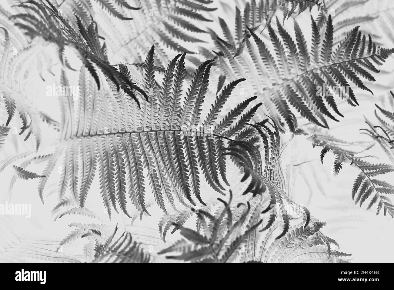 Black and whiter toned fern leaves petals background. foliage. Tropical leaf. Exotic forest plant. Botany concept. Ferns jungles close up. jungle atmo Stock Photo