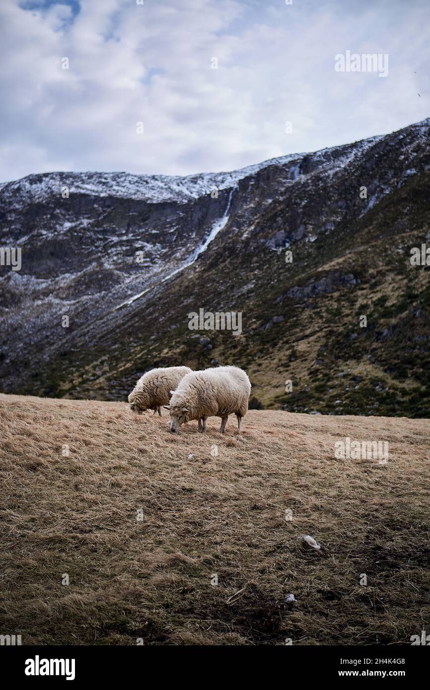 Couple of sheep grazing the last bits of gras on Alnes, Godøy, Norway Stock Photo