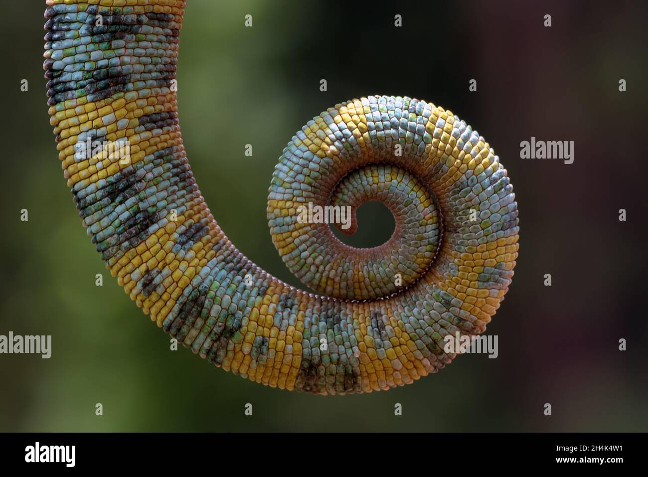 Close-up of a coiled veiled chameleon tail, Indonesia Stock Photo