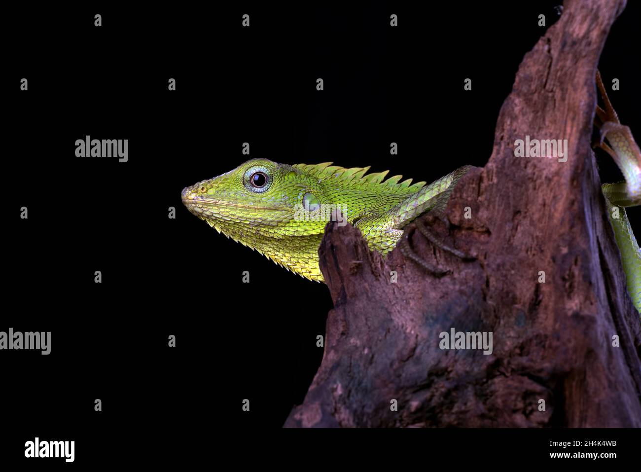 Close-up of a maned forest lizard against a black background, Indonesia Stock Photo