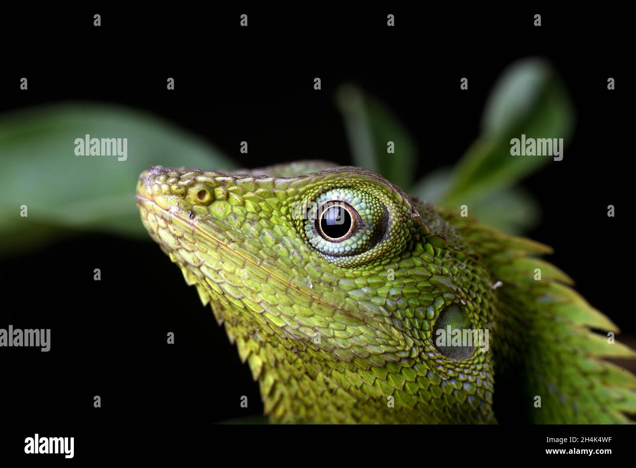 Close up photo of a maned forest lizard in black background Stock Photo