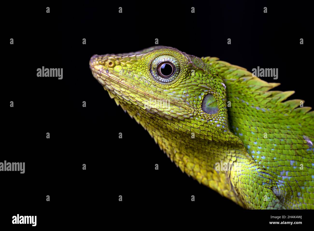 Close-up of a maned forest lizard against a black background, Indonesia Stock Photo