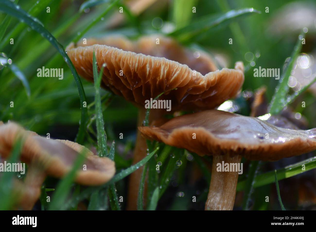 Wild Mushrooms, Fungi in the undergrowth of an English Forest Stock Photo