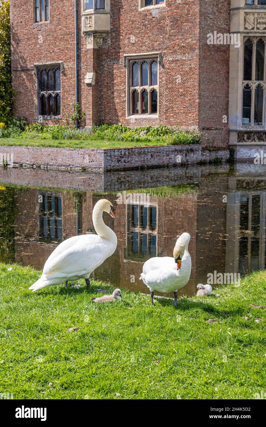A family of swans beside the moat of the late medieval Oxburgh Hall, Norfolk UK Stock Photo