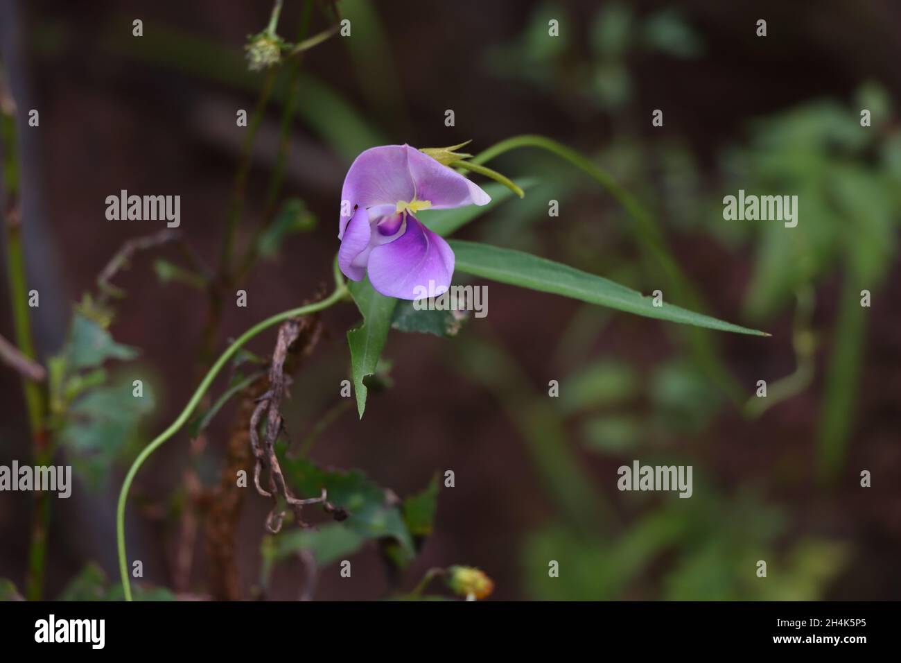 Closeup of vicia angustifolia growing in a meadow under the sunlight with a blurry background Stock Photo