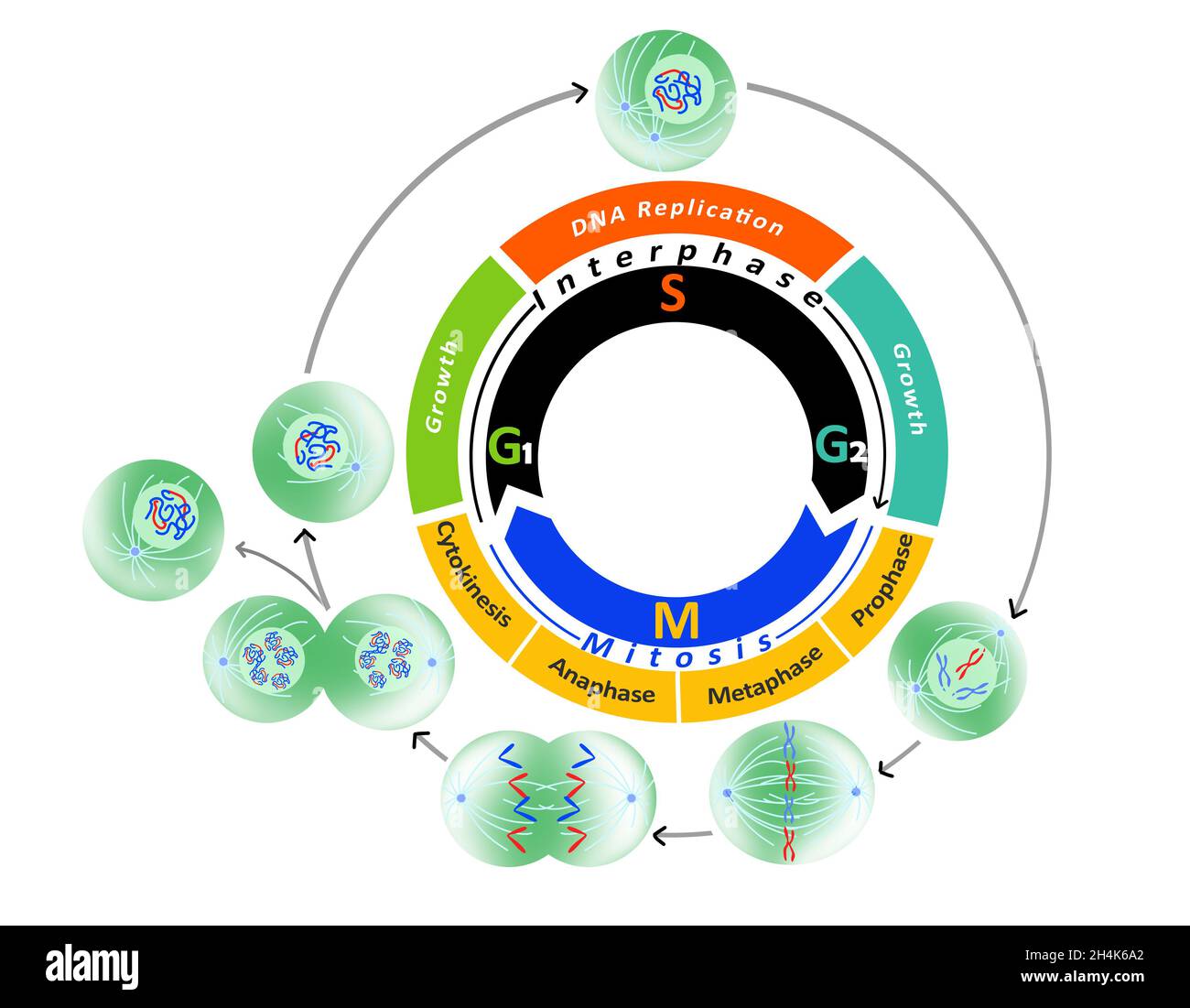 Meiosis Diagram