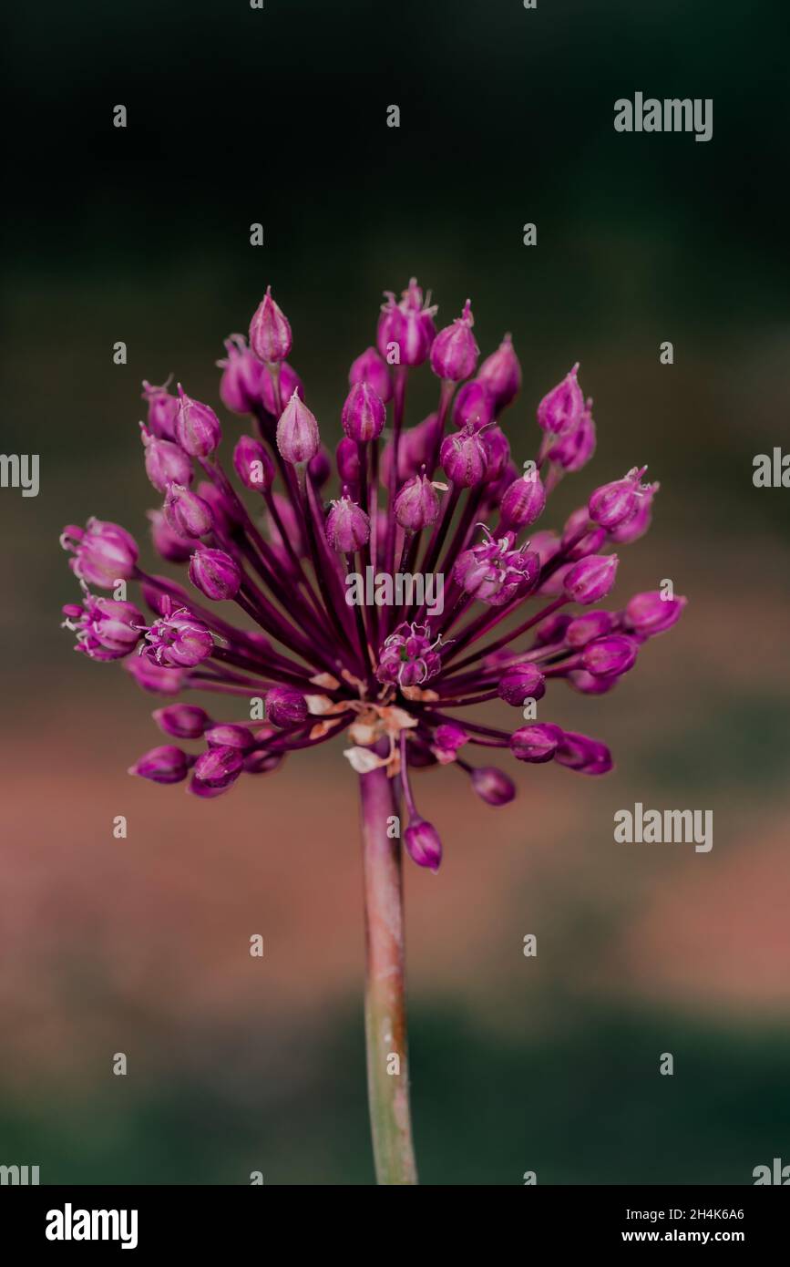 Selective focus shot of a pink Allium rosenbachianum flowering plant growing in the garden Stock Photo