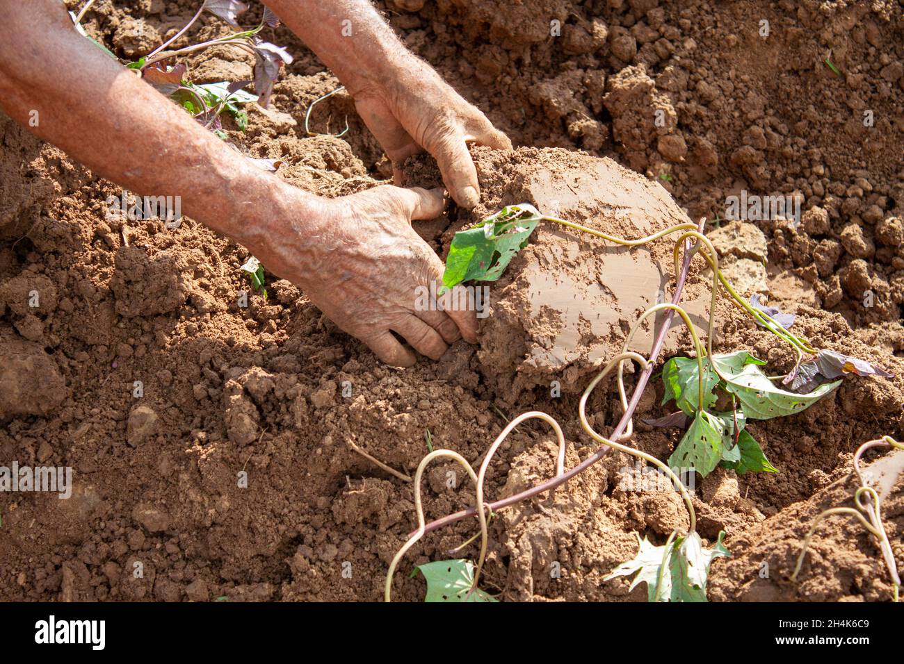 Old man working hard hi-res stock photography and images - Alamy