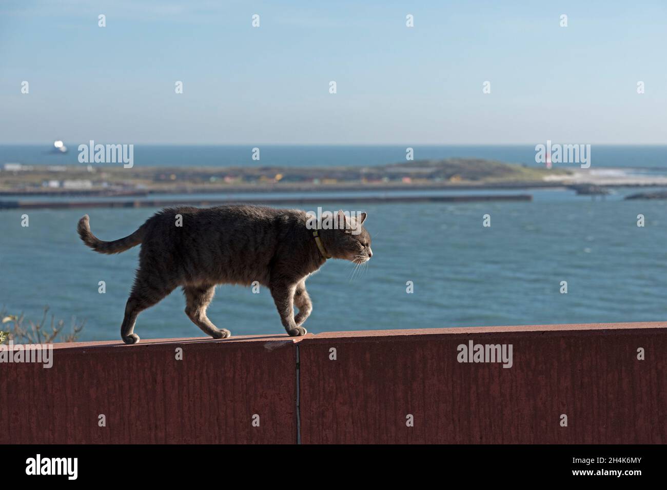 Domestic cat, Düne, Heligoland Island, Schleswig-Holstein, Germany Stock Photo