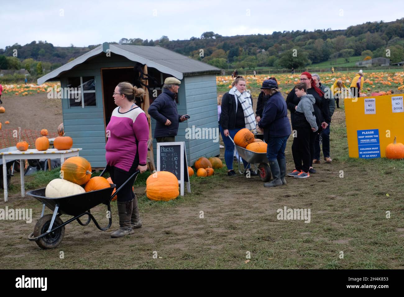 People queuing to buy pumpkins for Halloween picked from the field at Ashover Pumpkins, a pick your own pumpkin farm at Ashover, Derbyshire, UK Stock Photo