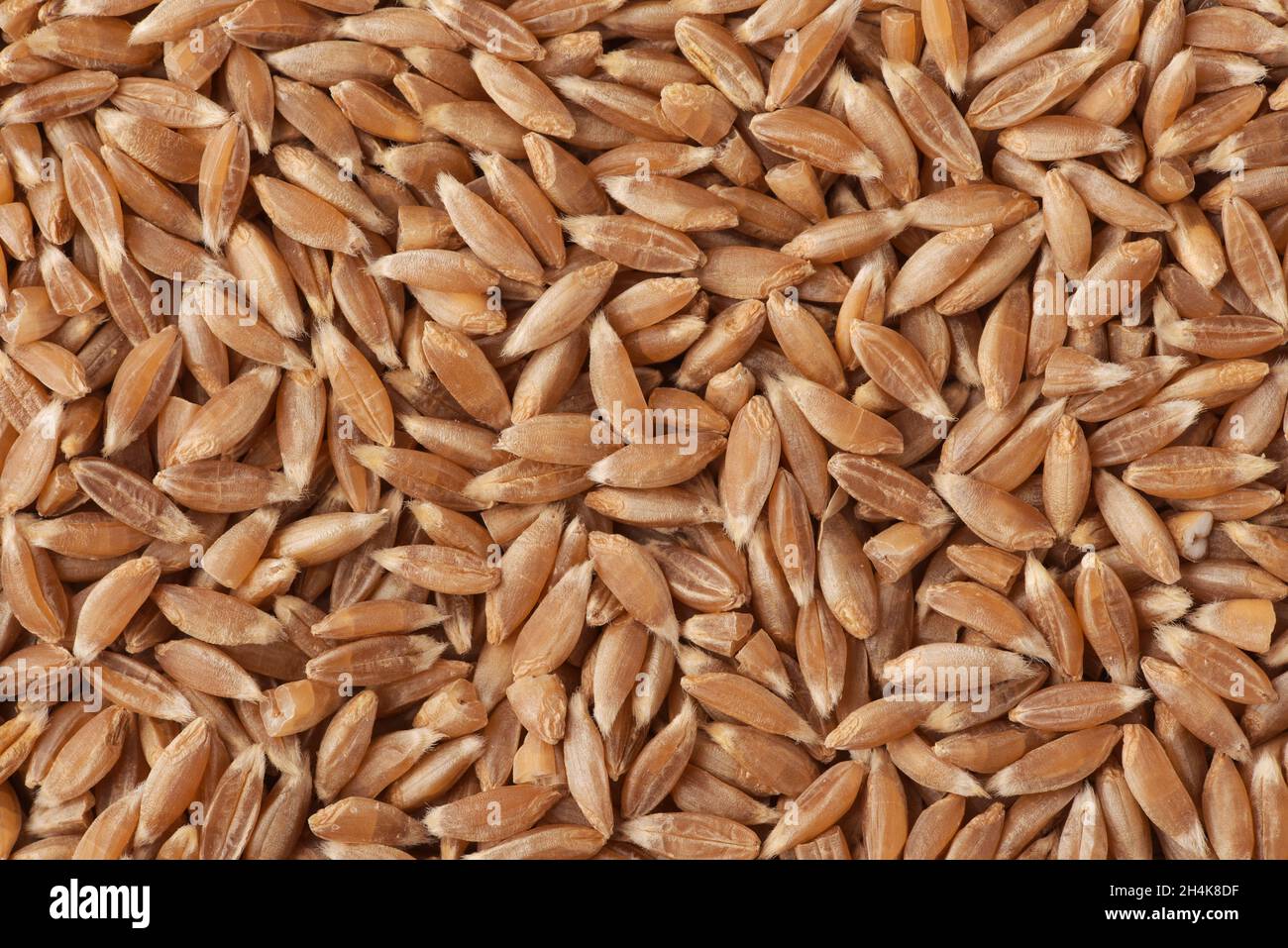 Top view of organic spelt wheat grains background Stock Photo
