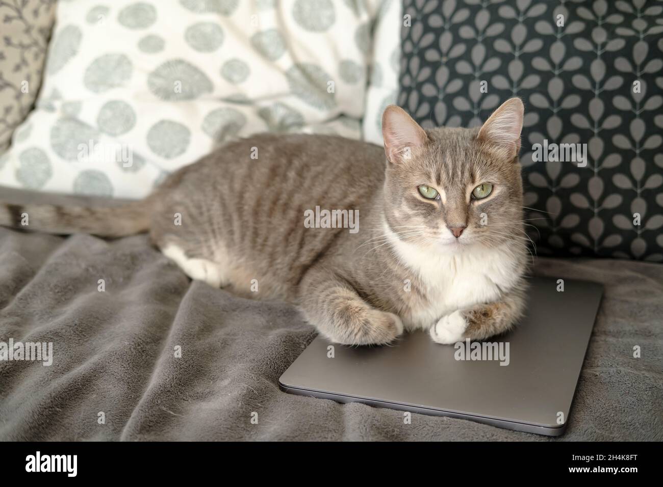 Cat lay down on the laptop, he is bored and he decided to prevent the owner from working with the ultrabook. Stock Photo