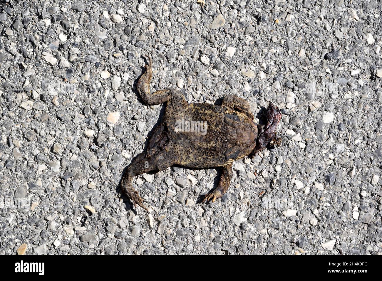 Squashed or Dead Toad, Common Toad or European Toad, Bufo bufo, Roadkill or Road Kill Stock Photo