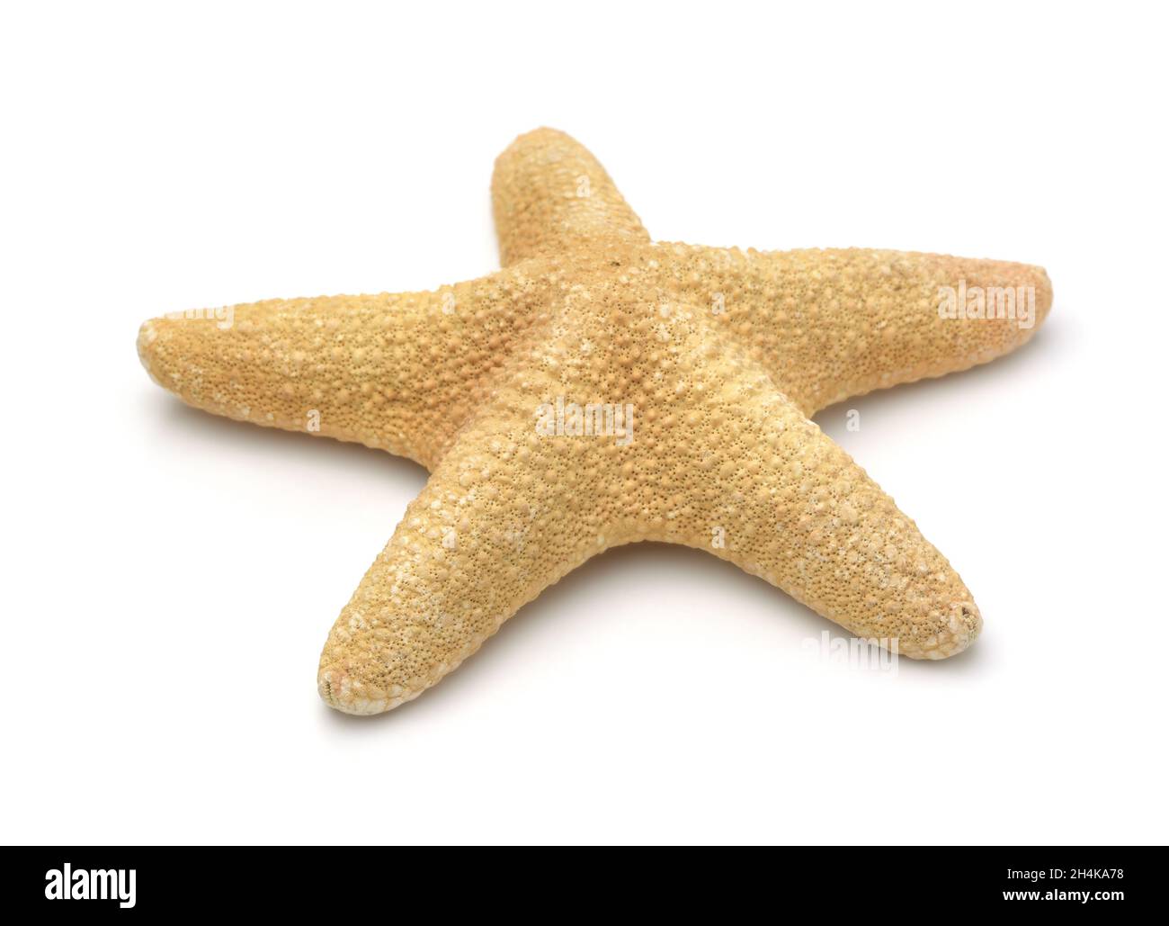 Single yellow starfish isolated on white Stock Photo