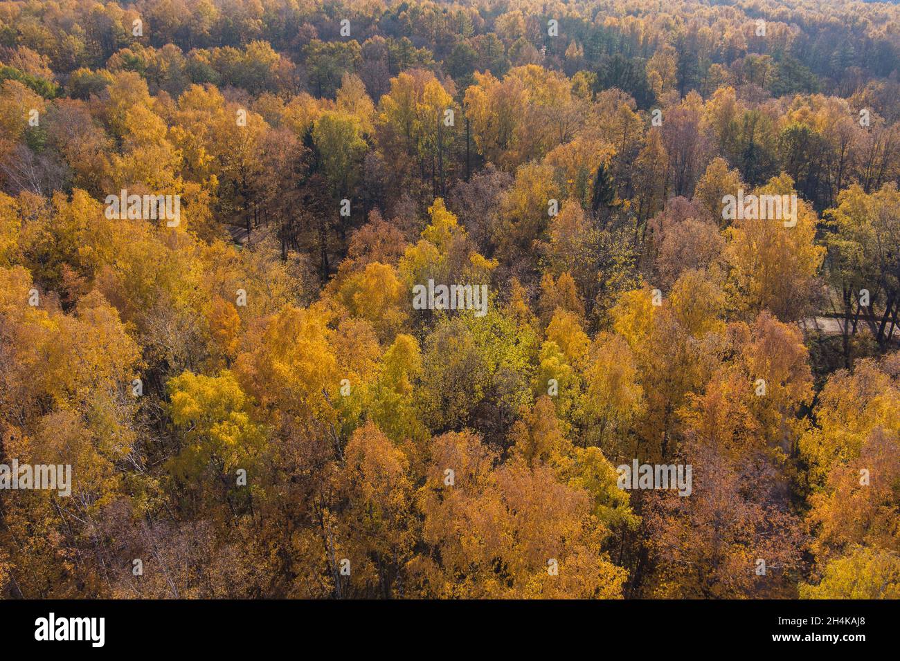 Flying in crowns autumn trees hi-res stock photography and images - Alamy