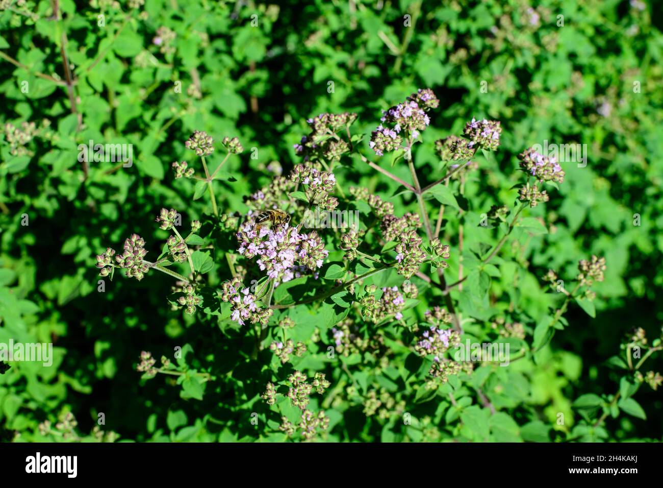 Many fresh green leaves and purple flowers of Thymus serpyllum plant