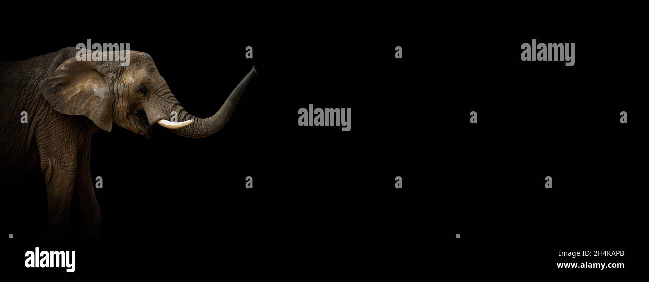 African elephant on the black. Photo with place for your text. Profil elephant. Picture from animal live. African elephant for banner. Stock Photo