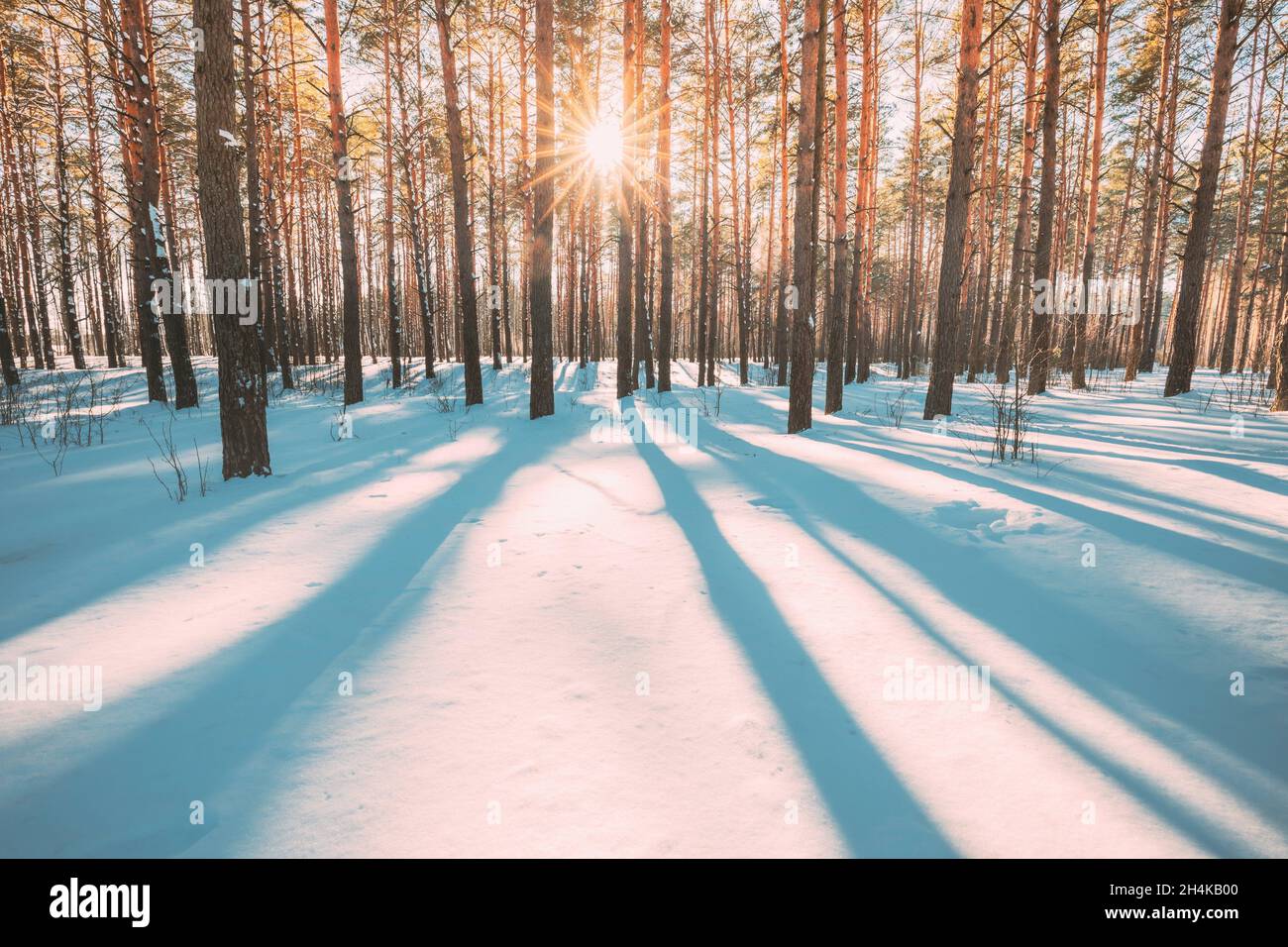 Beautiful Blue Shadows From Pines Trees In Motion On Winter Snowy ...