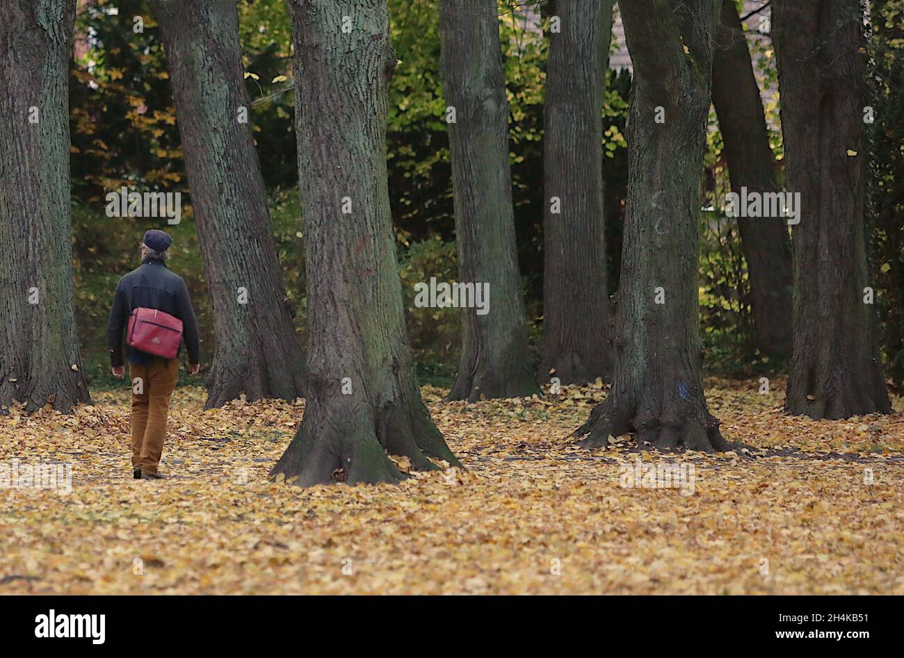 Rostock, Germany. 03rd Nov, 2021. A walker walks through Linden Park, the ground covered with fallen leaves. Credit: Danny Gohlke/dpa/ZB/dpa/Alamy Live News Stock Photo